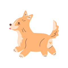 The corgi puppy runs happily. The vector illustration shows a pedigreed dog. The character is a puppy with his tongue hanging out. Pet. Flat vector illustration. Dog training, walking, pet supplies