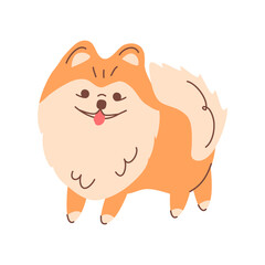 Pomeranian Pomeranian on a walk, smiling and sticking out his tongue. Vector illustration of a cute little puppy. A German breed of small dogs. For graphic design of pet products and prints.
