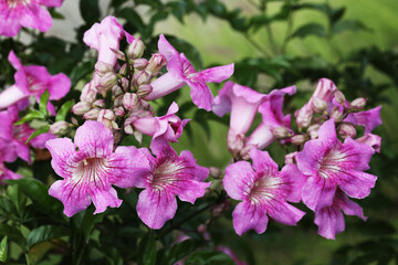 Obraz premium Pink Trumpet Vine (Podranea ricasoliana) tropical flowers