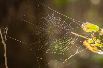 Forest web in the rays