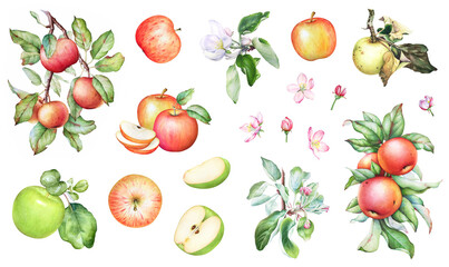 Collection of watercolor apples, whole fruits and slices, blooming apple tree branches with flowers