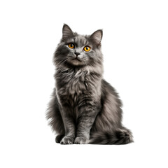 Obraz premium A fluffy grey cat with striking yellow eyes sits attentively, showcasing its stunning fur and playful demeanor against a clear backdrop.