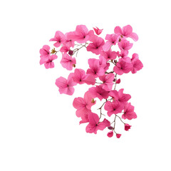 Fototapeta premium Bright pink bougainvillea flowers arranged beautifully on a transparent background, perfect for creative design projects or decorations.