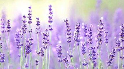 Naklejka premium A field of lavender flowers with a blurry background of the flowers in the foreground is a blurred image of a field of lavender flowers in the foreground