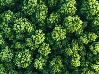 Naklejka premium Close-up view of a thriving and dense green forest, filled with trees that represent the beauty and importance of nature's biodiversity.