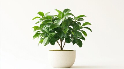 Potted Ficus Bonsai Plant with Lush Green Leaves on a White Background