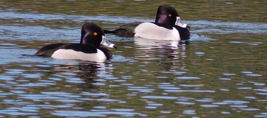 Ring-necked ducks (Aythya collaris) in Florida nature