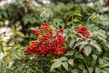 A vibrant close-up of fresh, ripe lingonberries (Vaccinium vitis-idaea) growing on a bush in their...
