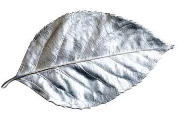 PNG Silver leaf close-up art