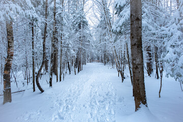 winter forest in the snow