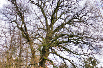 Obraz premium Poznań, Cybina River Valley, protected nature area covered with lush vegetation, hills and water, views in winter