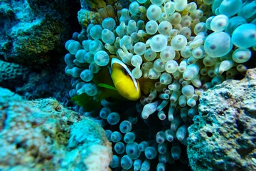 tropical fish in the coral