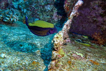 tropical fish in the sea