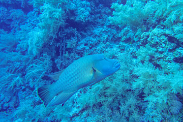 coral reef with fish