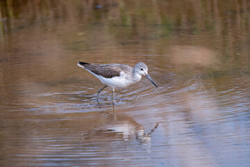 Common Greenshank feeding in the water.