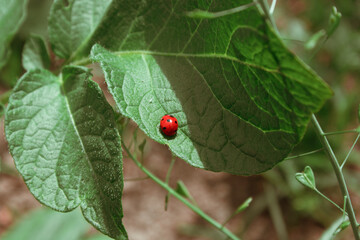 photos of plants and green nature with insects and ladybugs on flowers and sun
