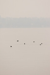flock of birds in flight