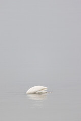 A lone swan drifts gracefully on a calm, misty lake, its delicate reflection blending seamlessly with the soft, muted tones of the water.