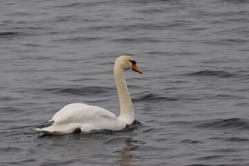 Swan in Serenity: A Minimalist Reflection
