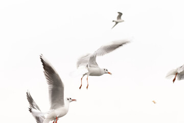 Dynamic Flight: Seagulls in Motion