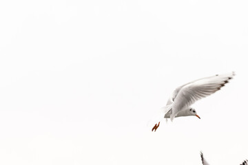 Dynamic Flight: Seagulls in Motion