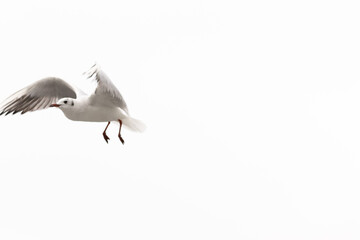 Dynamic Flight: Seagulls in Motion