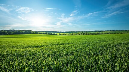 Fototapeta premium A vast field covered in lush, vibrant green grass under a bright, clear sky, showcasing the thriving beauty of nature and evoking feelings of serenity and renewal.