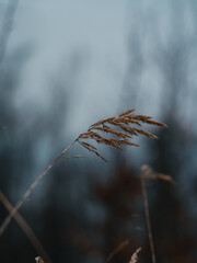 autumn leaves in the forest