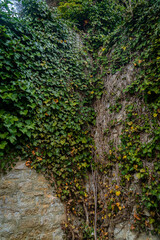 Ivy growing on a stone wall, showing different stages of growth and color. Natural texture, outdoor scene. European architecture, plants, vines, historical feel.