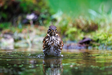 Birdwatching in Veluwe, Netherlands showcases a striking Redwing wading in shallow water amidst lush greenery