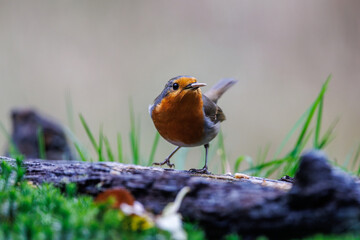 Birdwatching experience in Veluwe, Netherlands reveals a curious robin on the forest floor
