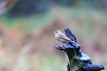 Eurasian chaffinch perched on weathered wood in Veluwe, Netherlands during a tranquil birdwatching experience