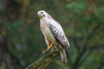 Birdwatching in Veluwe, Netherlands reveals a majestic buzzard perched gracefully on a wooden log amidst lush greenery