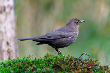 Blsckbird, Birdwatching in Veluwe, Netherlands highlights local avian species in lush green habitat during early morning