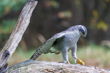Birdwatcher spots a majestic eurasian goshawk perched on a log in Veluwe, Netherlands during a sunny day