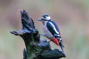 Greast Spotted Woodpecker perched on a weathered tree stump in a forest during daylight, showcasing vibrant plumage and attentive posture