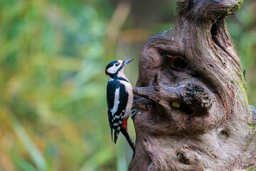 Captivating great spotted woodpecker perched on ancient tree trunk in Veluwe nature reserve during birdwatching activity