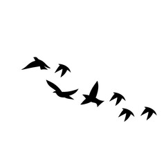 Flying birds silhouettes
