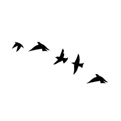 Flying birds silhouettes
