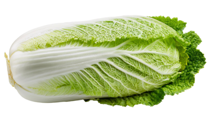 Fresh napa cabbage vegetable isolated on transparent background