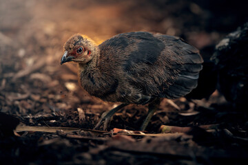 The Australian brushturkey, Australian brush-turkey, or gweela, also frequently called the scrub turkey or bush turkey, is a common, widespread species of mound-building bird.