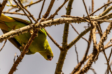 Psittacula krameri pertenece a la familia Psittaculidae.
