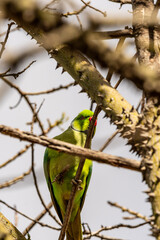 Psittacula krameri pertenece a la familia Psittaculidae.