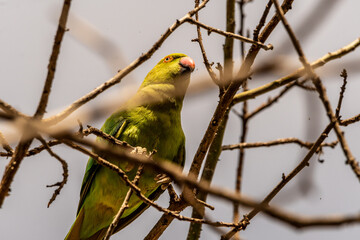 Psittacula krameri pertenece a la familia Psittaculidae.