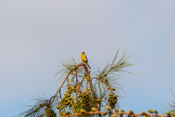Serinus canaria pertenece a la familia Fringillidae.