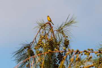 Serinus canaria pertenece a la familia Fringillidae.