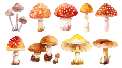 Set of champignon mushrooms isolated on white