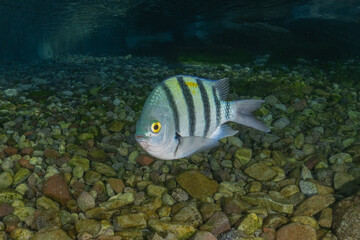 Fish swimming in the Red Sea, colorful fish, Eilat Israel
