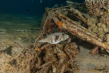 Fish swimming in the Red Sea, colorful fish, Eilat Israel
