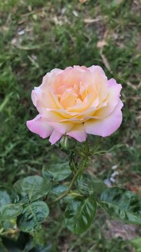 Une belle rose entour&eacute;e de verdure se balance dans une douce brise.